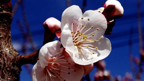 杏花樹|杏花（蔷薇科杏属植物）